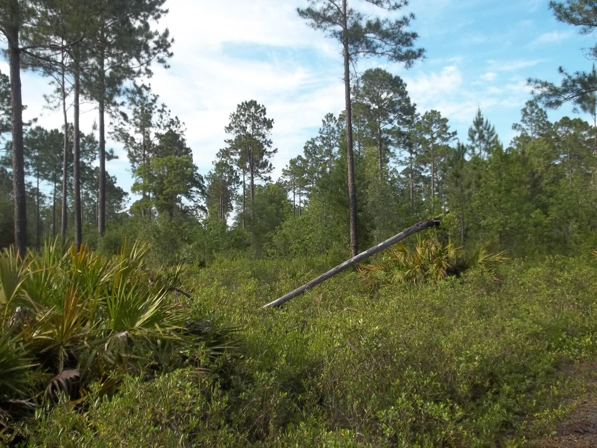 Longleaf pine and saw palmetto woods at Jennings State Forest in Middleburg, Clay County, Florida